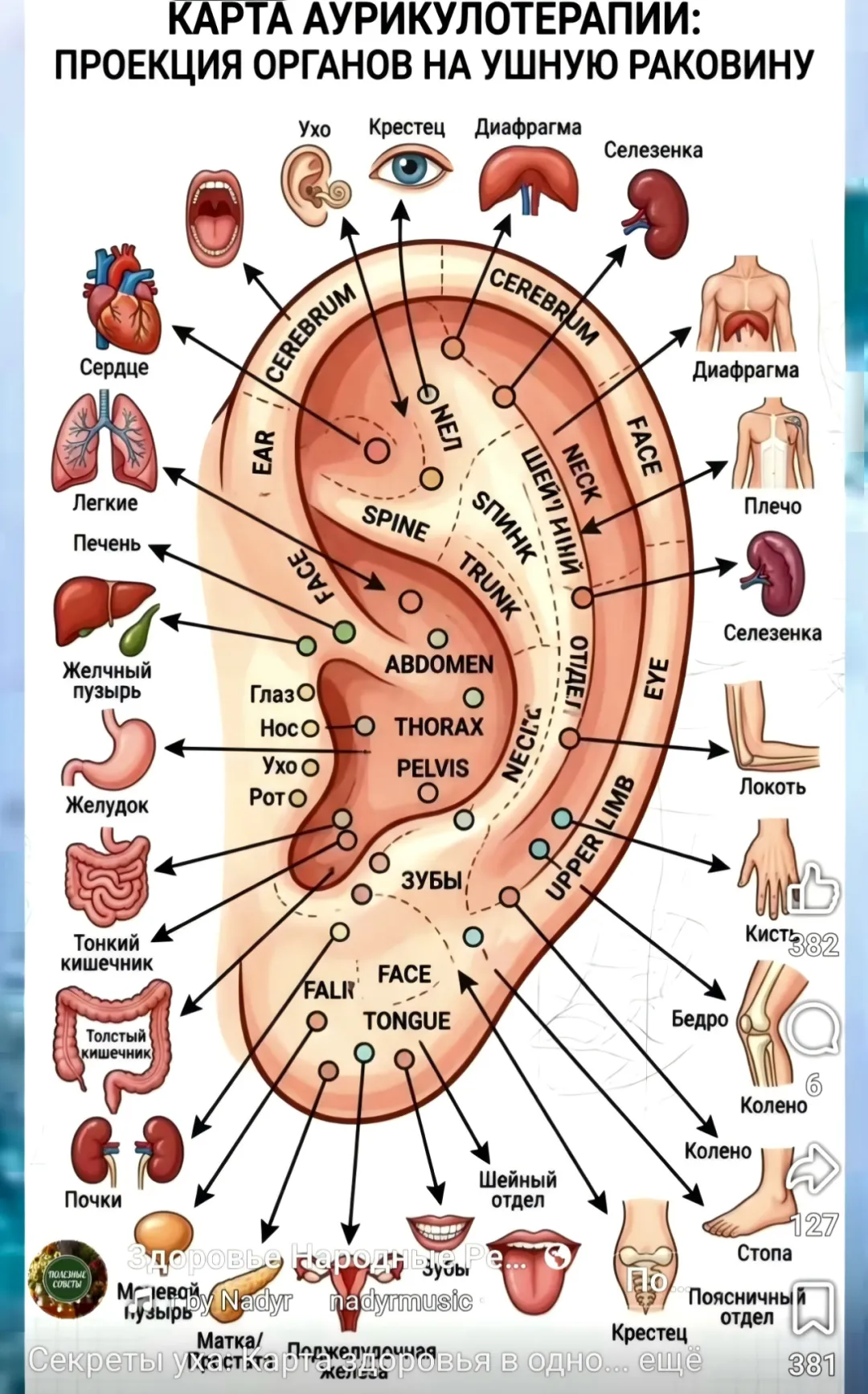 Auriculotherapy Ear Reflexology Map